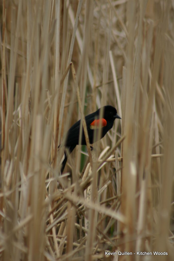 Red Winged Black Bird in the Cattails
